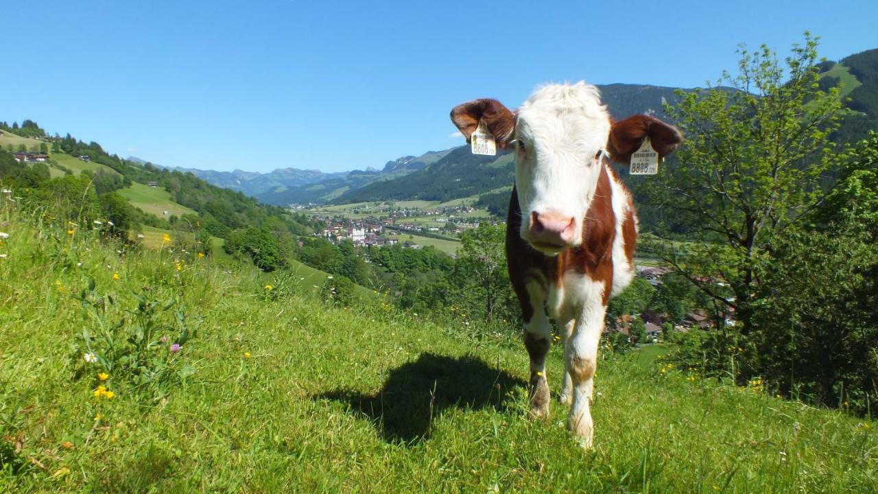 Apartament Franbichl Brixen im Thale Zewnętrze zdjęcie